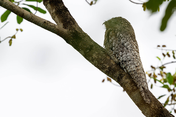Great Potoo