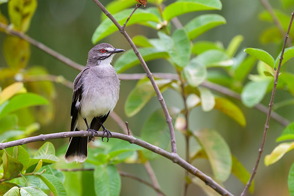 Grey Monjita