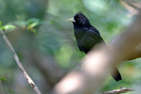 Solitary Black Cacique