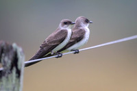 Brown-chested Martin