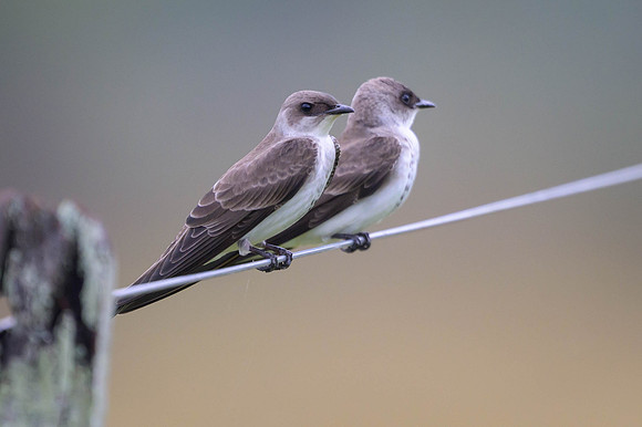 Brown-chested Martin