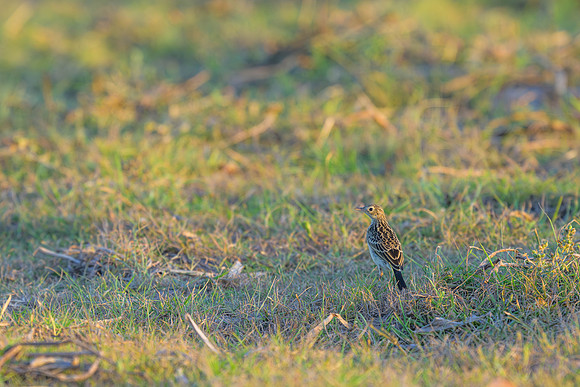 Yellowish Pipit
