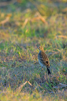 Yellowish Pipit