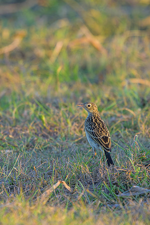 Yellowish Pipit