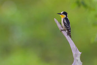 White-fronted Woodpecker