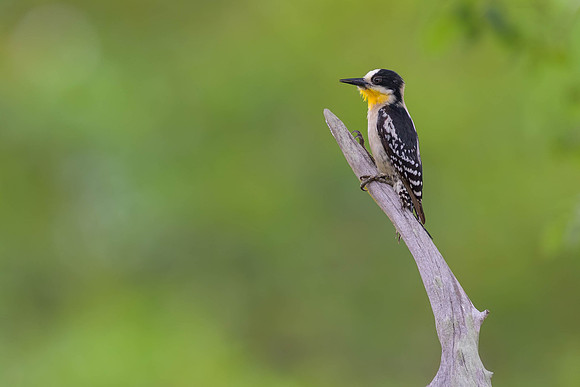 White-fronted Woodpecker