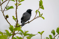 Chopi Blackbird