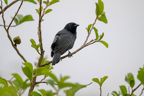 Chopi Blackbird