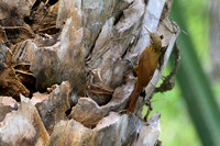 Buff-throated Woodcreeper