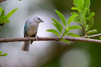 Sayaca Tanager