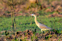 Whistling Heron