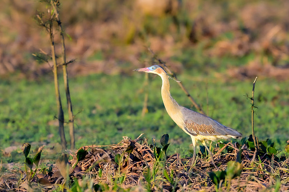 Whistling Heron