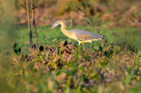 Whistling Heron