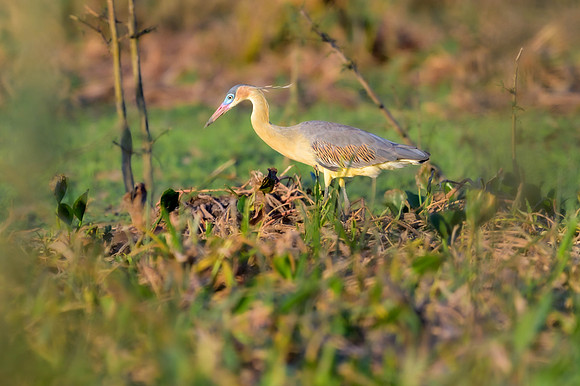 Whistling Heron