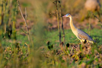 Whistling Heron