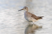 Lesser Yellowlegs