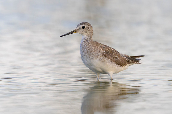 Lesser Yellowlegs
