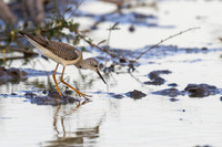 Lesser Yellowlegs