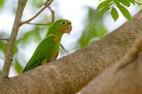 White-eyed Parakeet