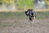 Greater Rhea