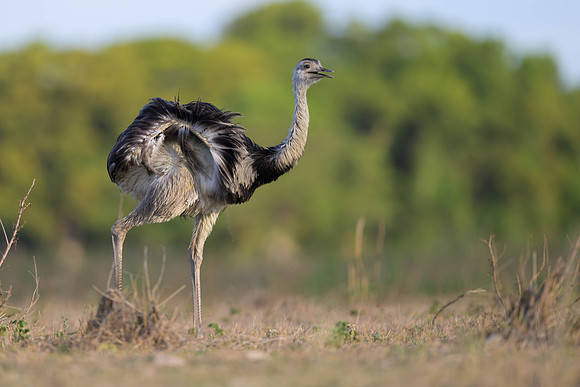 Greater Rhea
