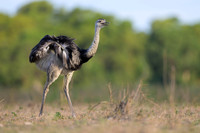 Greater Rhea