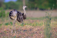 Greater Rhea