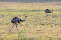 Greater Rhea