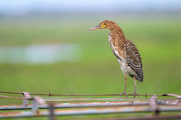 Rufescent Tiger-heron