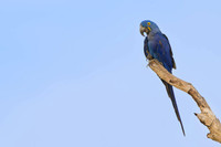 Hyacinth Macaw