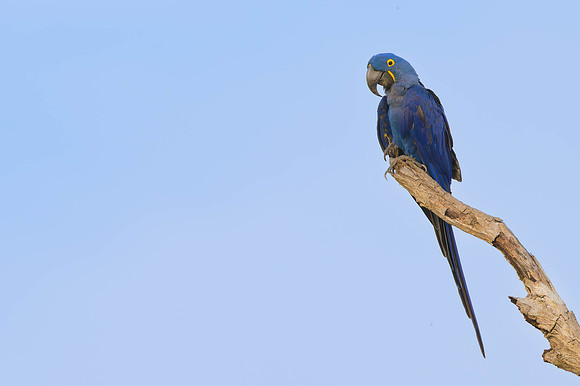 Hyacinth Macaw