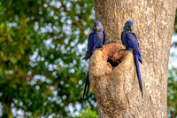 Hyacinth Macaw