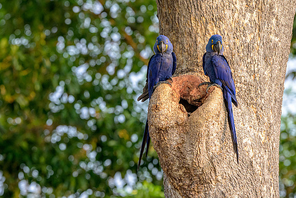 Hyacinth Macaw