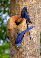 Hyacinth Macaw