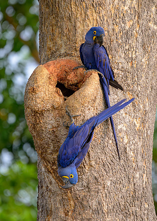 Hyacinth Macaw