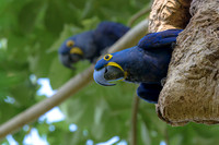 Hyacinth Macaw