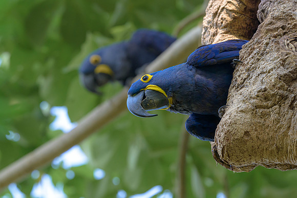 Hyacinth Macaw