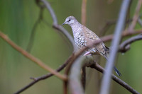 Scaled Dove