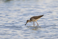 Solitary Sandpiper