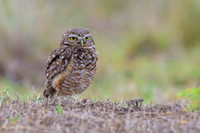 Burrowing Owl