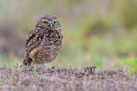 Burrowing Owl