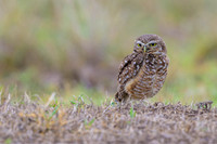 Burrowing Owl