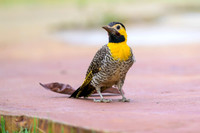 Campo Flicker