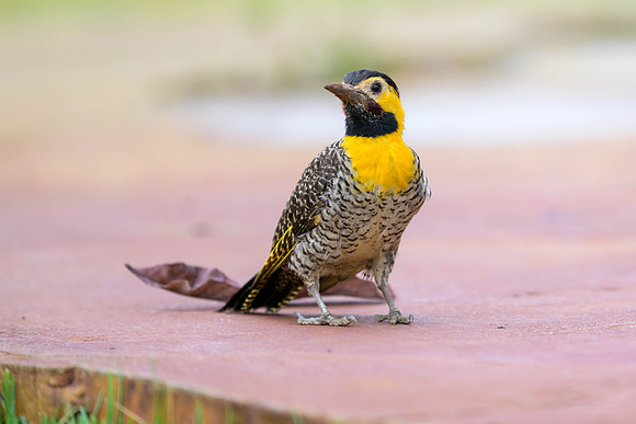 Campo Flicker