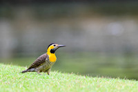 Campo Flicker