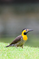 Campo Flicker