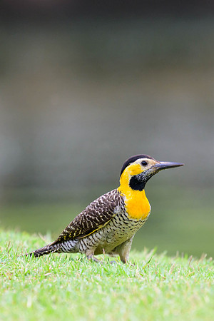 Campo Flicker