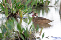 Brazilian Teal