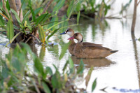 Brazilian Teal