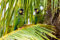 Yellow-collared Macaw